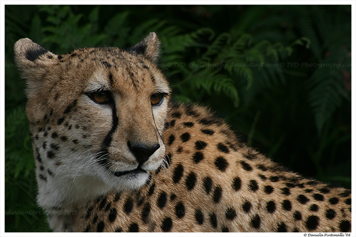 Cheetah Sheeba II