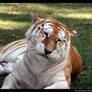 Pondering Tigress
