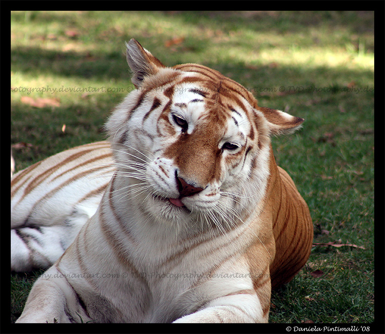 Pondering Tigress by TVD-Photography