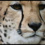Sheeba's Closeup