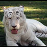White Tiger: Funny Face