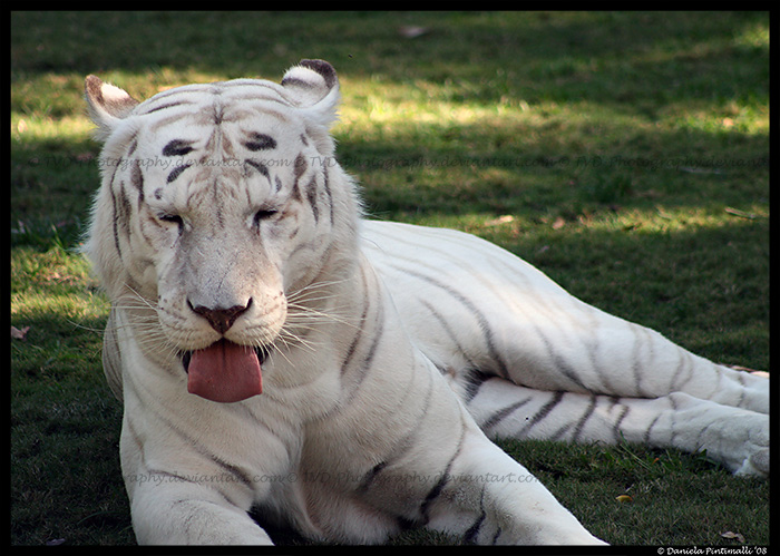 White Tiger: Funny Face by TVD-Photography on DeviantArt White Tiger: Funny Face by TVD-Photography on DeviantArt