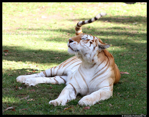 Tail Whip Tigress