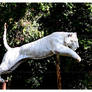 Leaping White Tiger