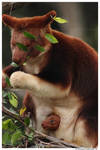 Tree Kangaroo with baby by TVD-Photography