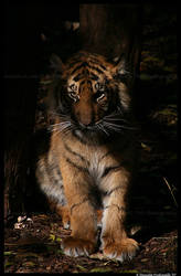 Baby Tiger: Evil Stare