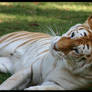 Tigress: Love me