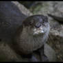 Otter Portrait