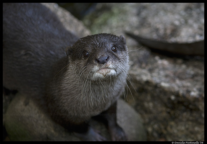 Otter Portrait