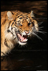 Tiger: Annoyance