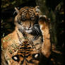 Baby Tigers: Paw in face