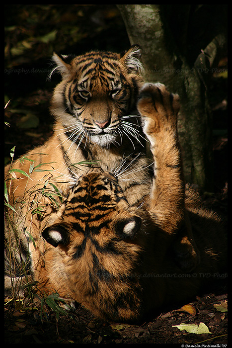 Baby Tigers: Paw in face