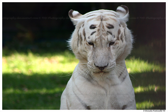 White Tiger II