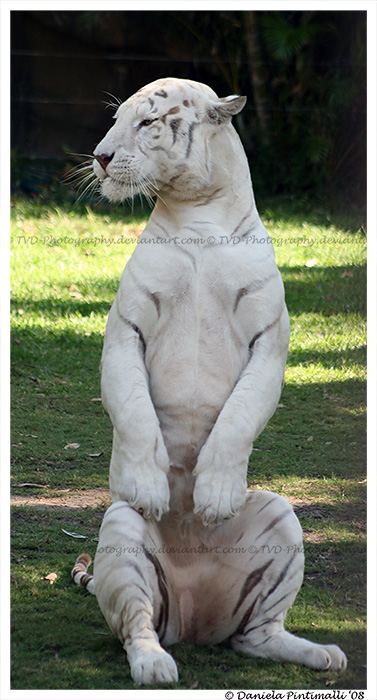 Tiger Getting Up White Tiger: Sitting up by TVD-Photography on DeviantArt