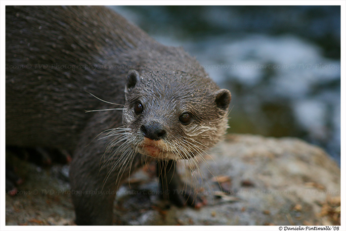 Otter Portrait II