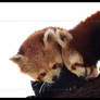 Red Pandas