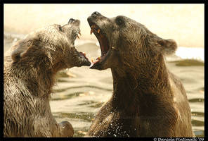 Bear Fight II