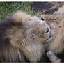 Lion Love II