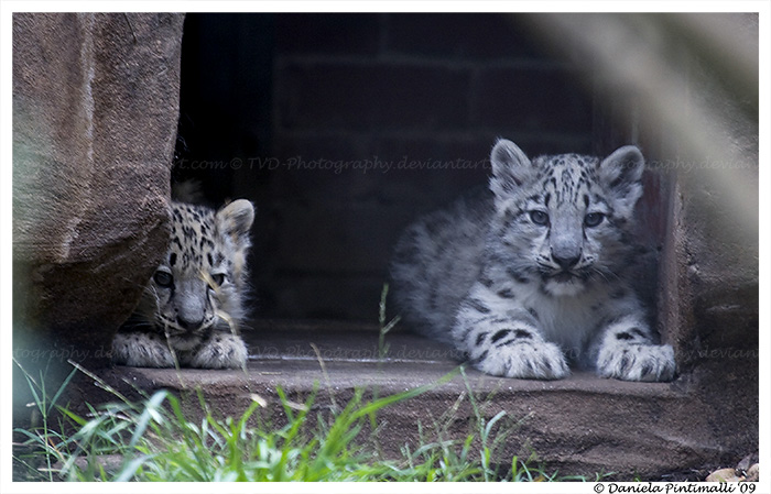 Baby Snow Leopards