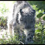 Baby Snow Leopard II