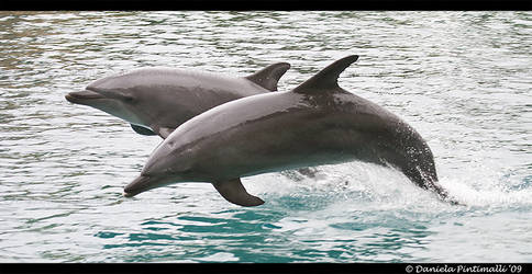 Dolphins