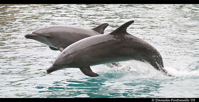 Dolphins