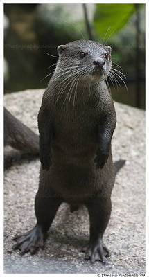 Standing Otter