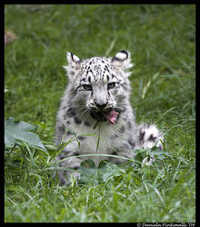 Baby Snow Leopard: Eat Grass