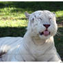 White Tiger: Funny Face II