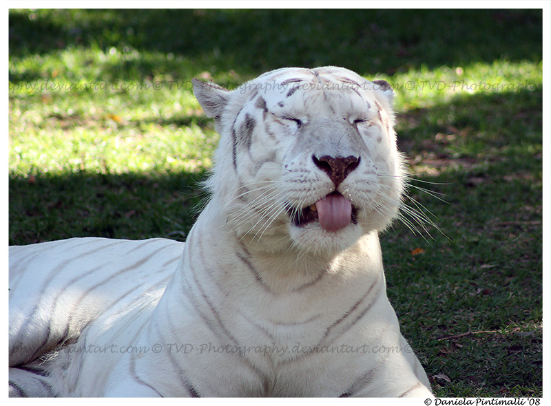 White Tiger: Funny Face II by TVD-Photography on DeviantArt White Tiger: Funny Face II by TVD-Photography on DeviantArt