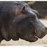 Baby Hippo Smile