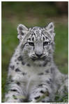 Baby Snow Leopard Portrait by TVD-Photography