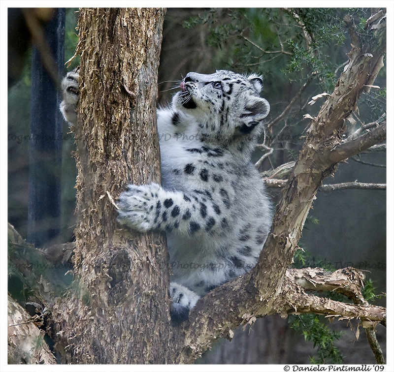 Baby Snow Leopard: Climb Tree