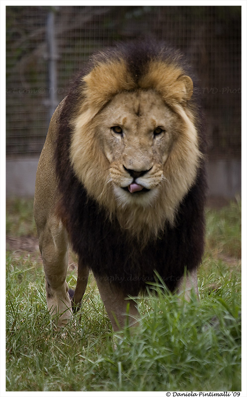 Lion Approaching