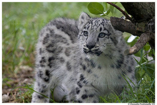 Baby Snow Leopard V