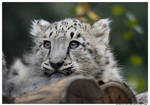 Baby Snow Leopard VI by TVD-Photography