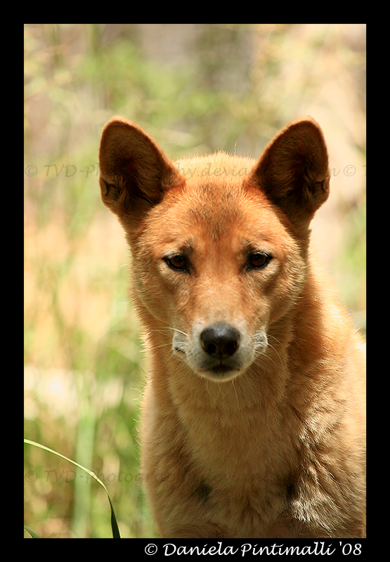 Dingo Portrait