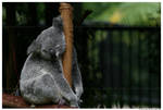 Sleepy Koala II by TVD-Photography