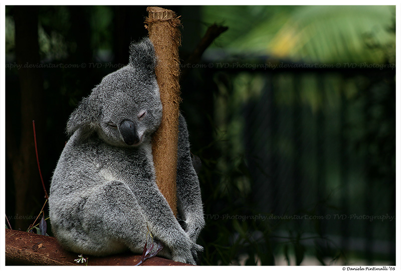 Sleepy Koala II