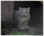 Baby Snow Leopard VII by TVD-Photography