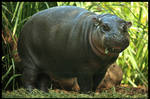 Baby Hippo: Lunch by TVD-Photography