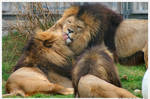 Lion Love III by TVD-Photography