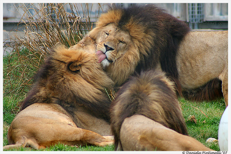 Lion Love III