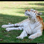 Dreamy Tigress