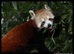 Red Panda: Cute Tongue by TVD-Photography