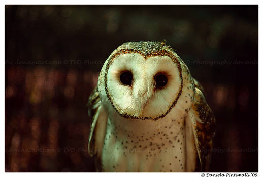 Masked Owl: Hello