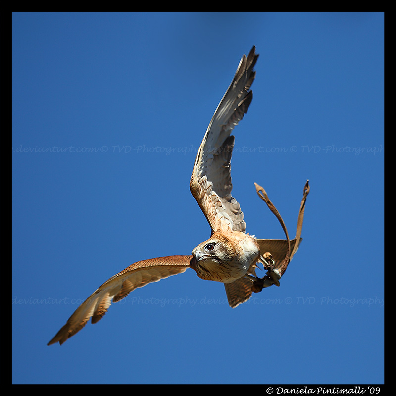 Falcon: In Flight