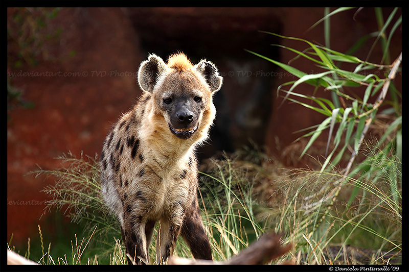 Hyena