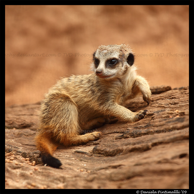 Baby Meerkat