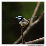 Superb Fairy Wren by TVD-Photography